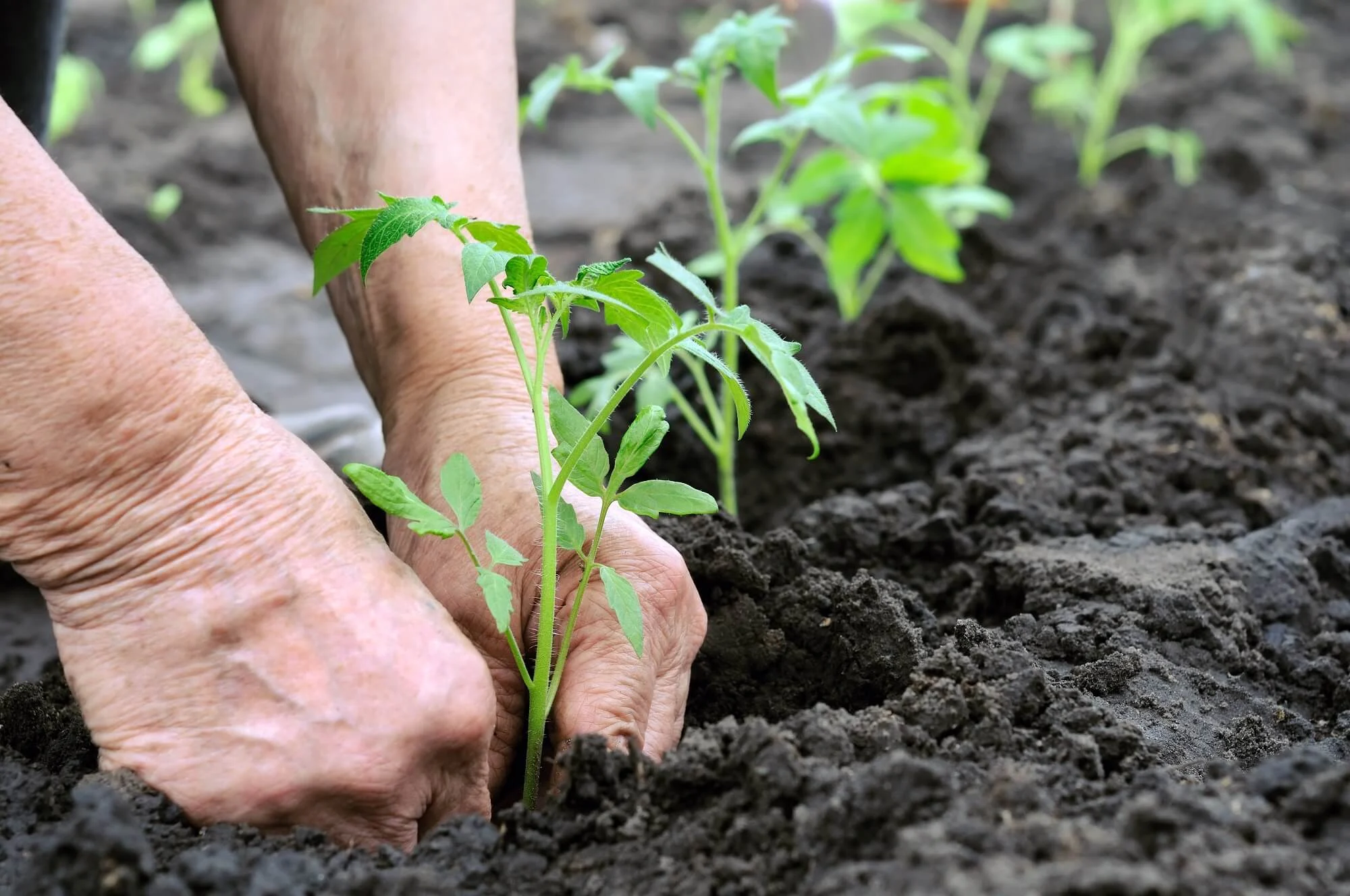 Benefits of using Organic Fertilizers or Manure Benefits of using Organic Fertilizers or Manure
