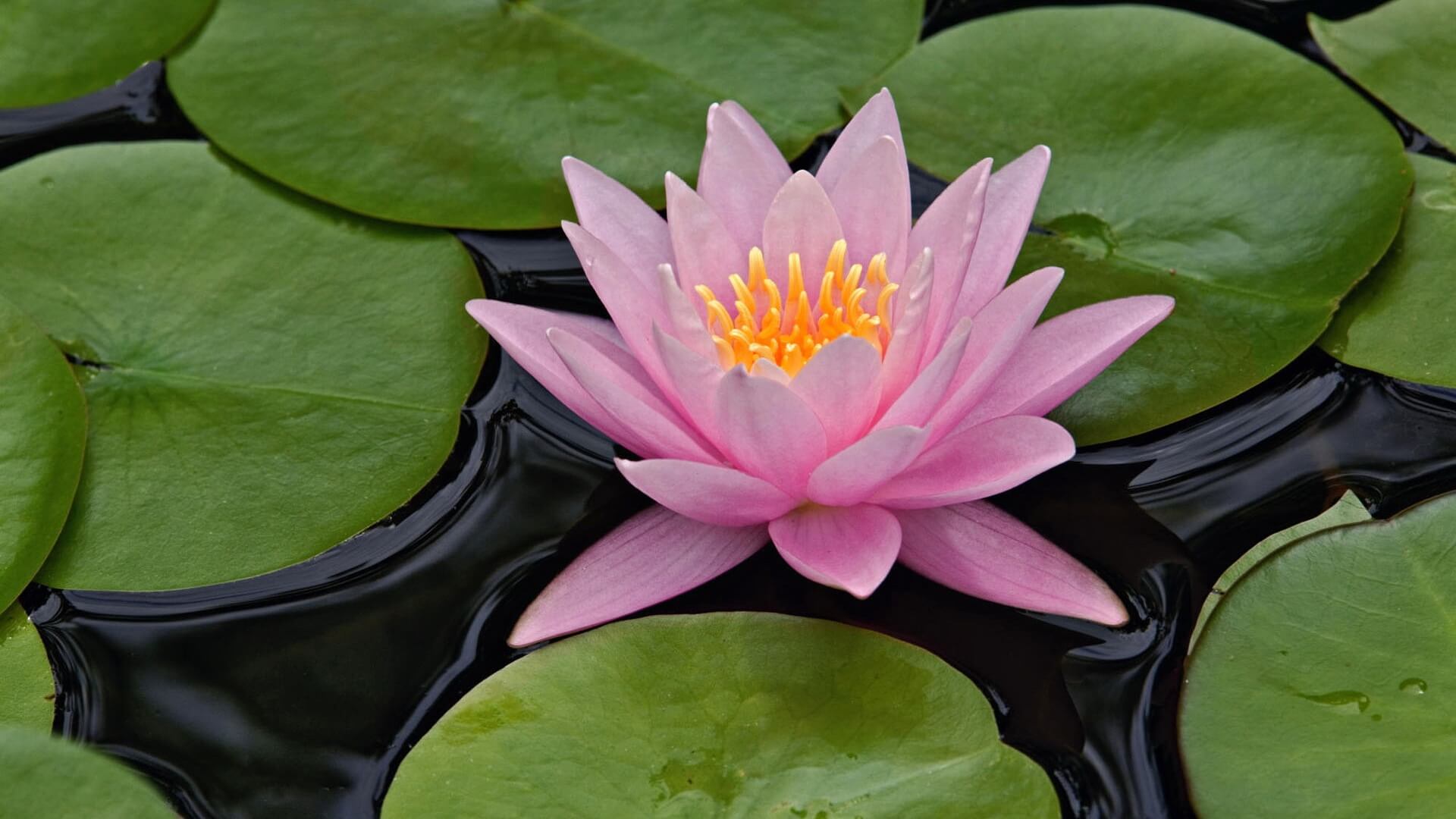 How to Grow Lotus Flower from Seed