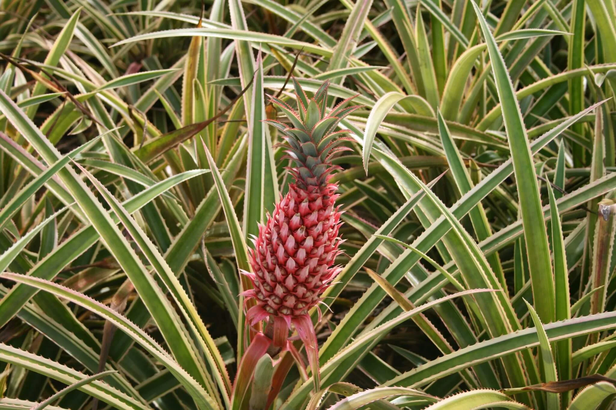 Pineapple