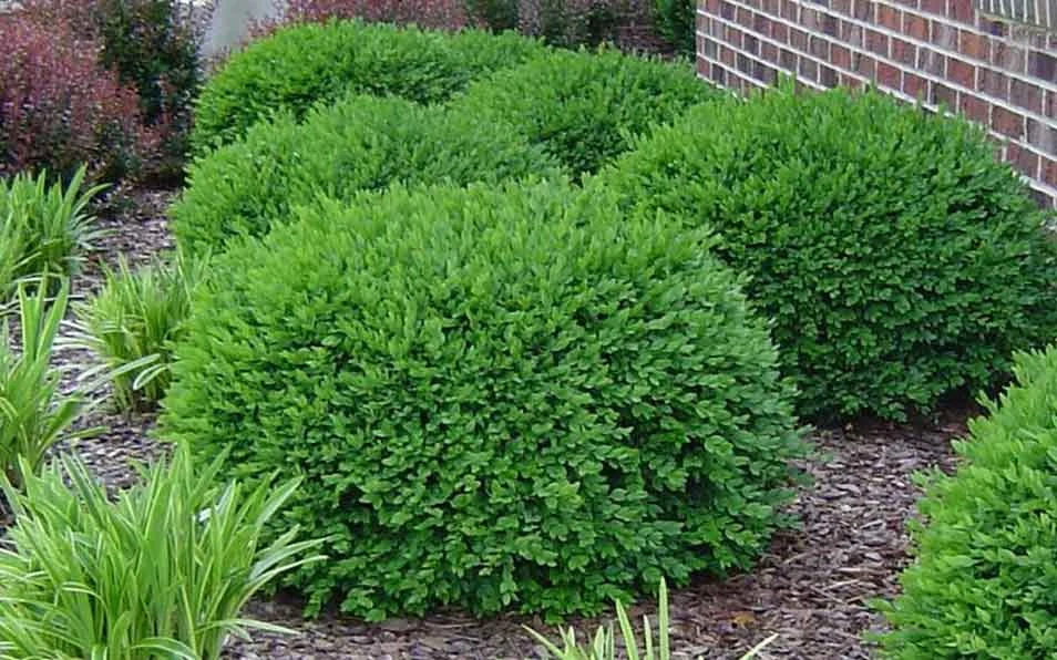 Shrubs – Things you should know before grow