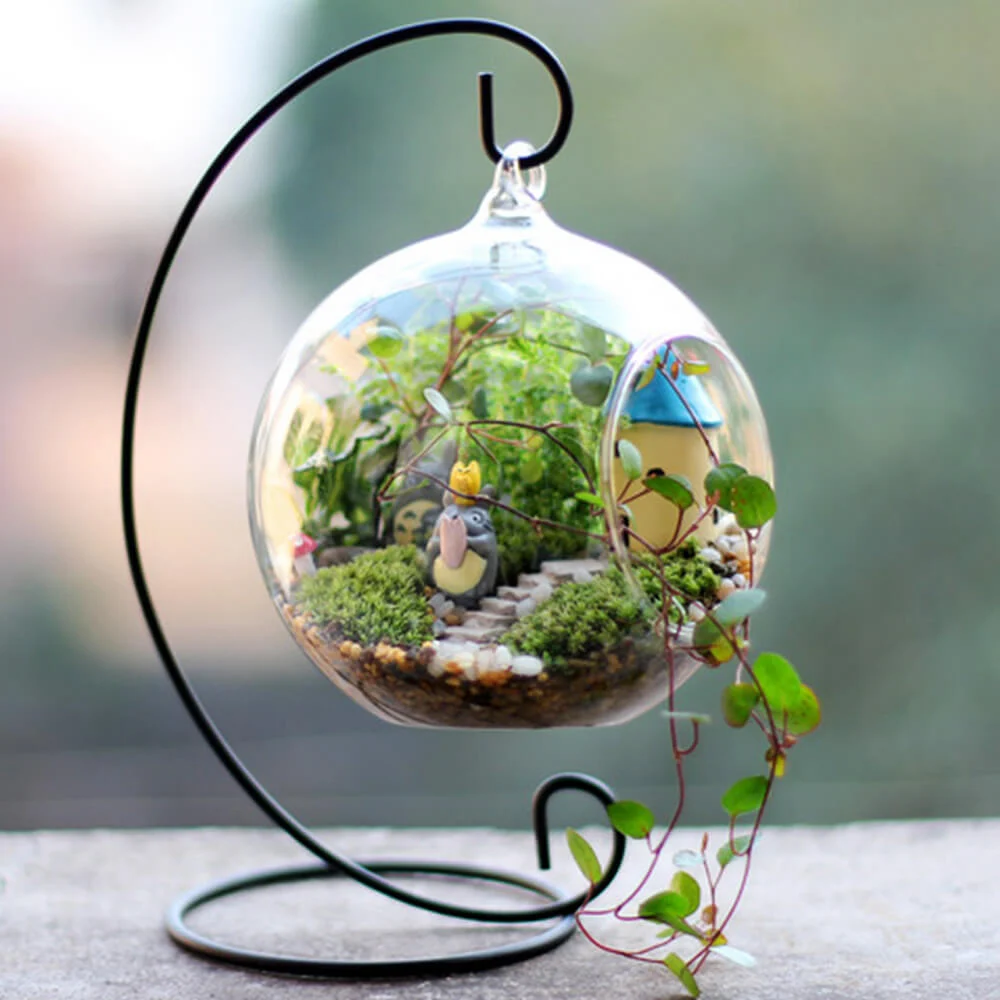 Terrarium Plants – Things you need to know before Start Terrarium Plants – Things you need to know before Start