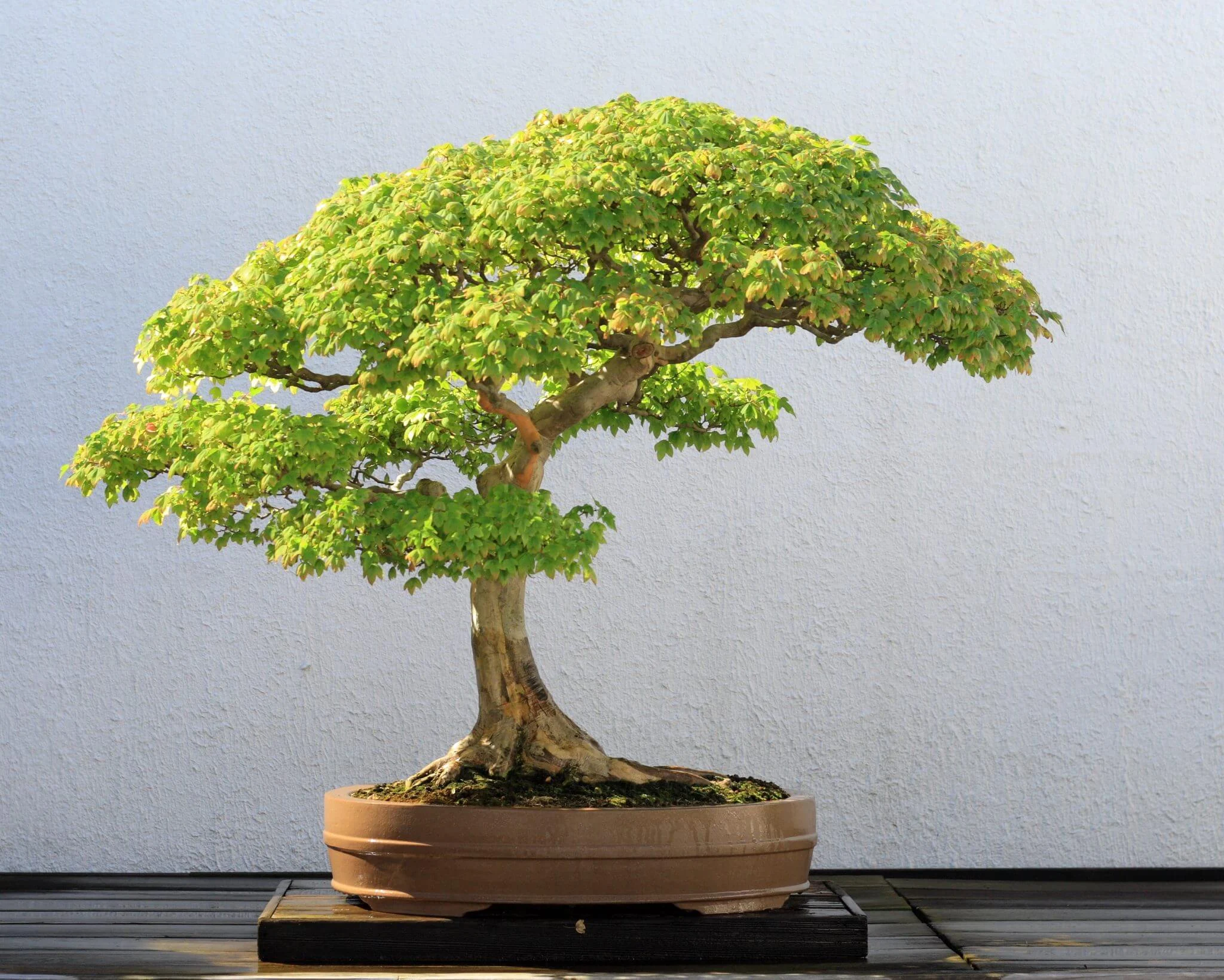 Things you know about Bonsai before Start