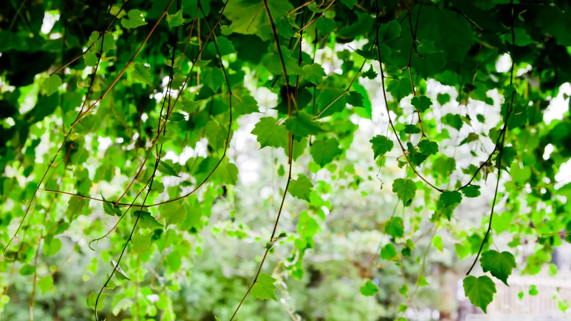 Vine – Things you know before Start